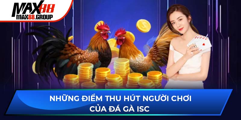 Đá gà ISC - Sảnh cược bùng cháy đam mê sư kê 2025 3 Những điểm thu hút người chơi của sảnh đá gà ISC